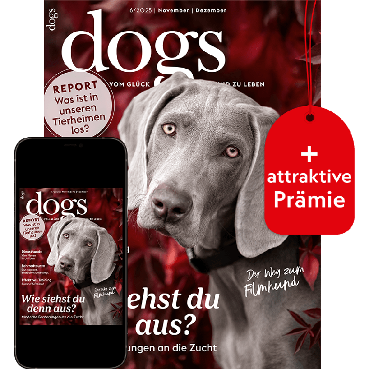 Dogs Testabo „Plus“ mit Geschenk für Sie
