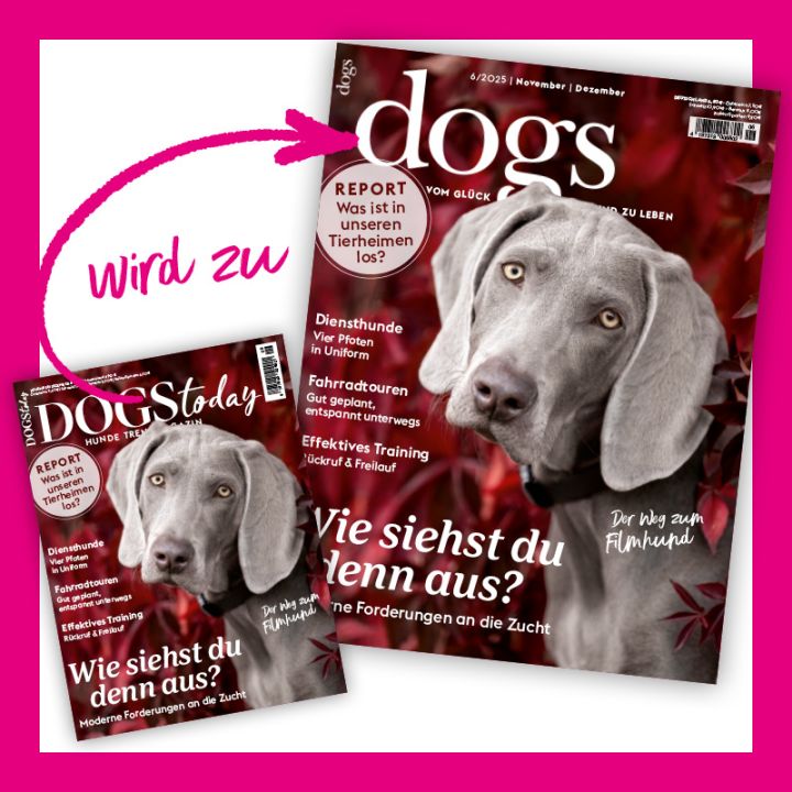 Dogs Today Vorteilsabo