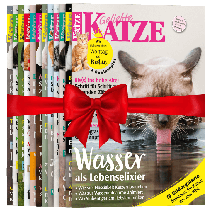 Geliebte Katze zum Verschenken