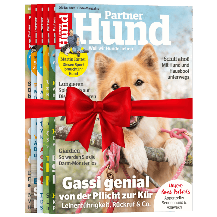 Partner Hund zum Verschenken